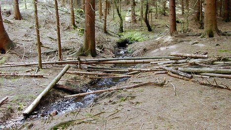Holzweg.JPG