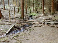 Holzweg.JPG